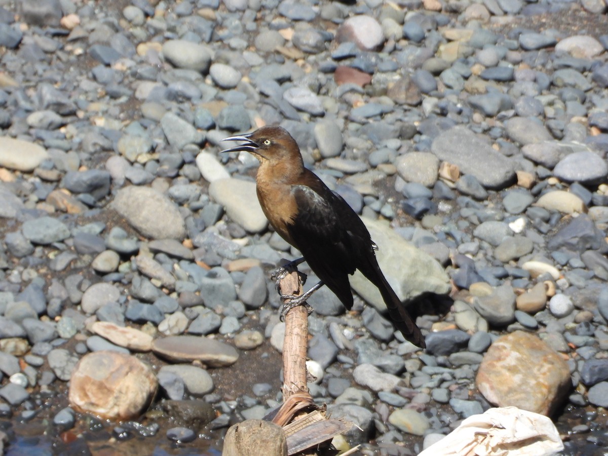 Great-tailed Grackle - ML647190032