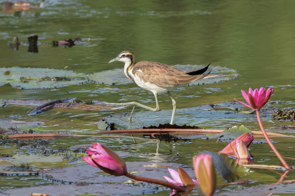 Jacana à longue queue - ML647190033