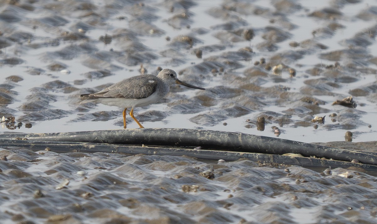 ソリハシシギ - ML647190036