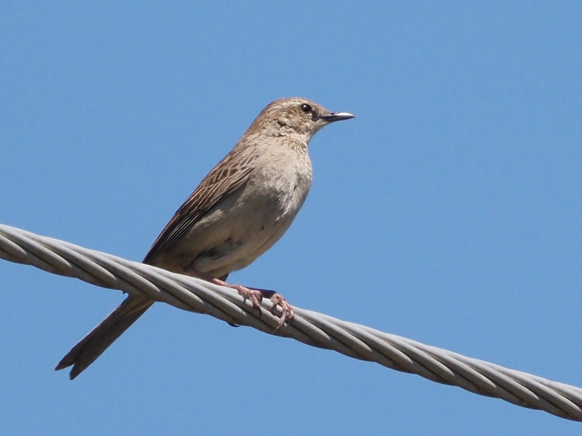 Роляк рудогузий - ML647190045