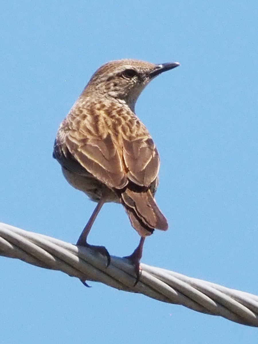 Роляк рудогузий - ML647190046