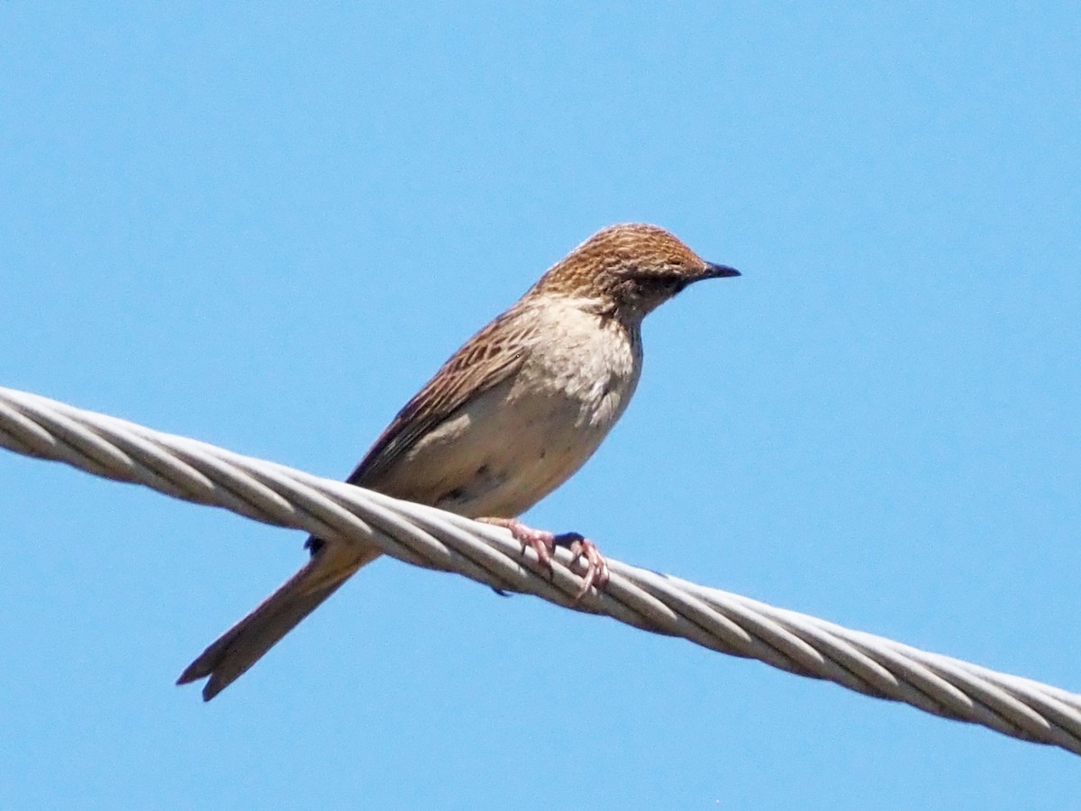 Роляк рудогузий - ML647190047