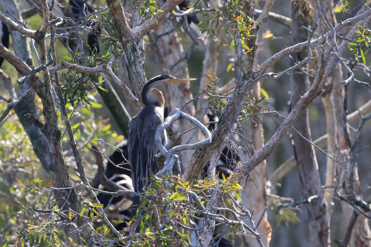 Australasian Darter - ML647190064