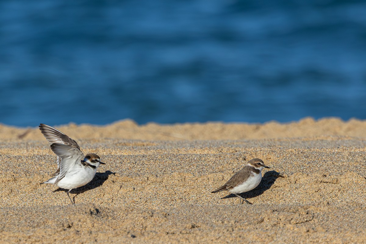Kentish Plover - ML647190074
