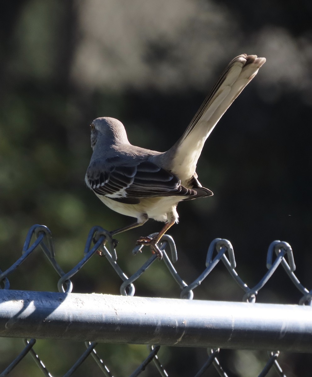 Northern Mockingbird - ML647190079