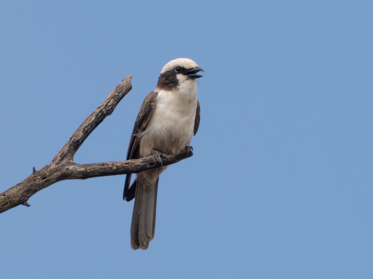 White-crowned Shrike - ML647190080