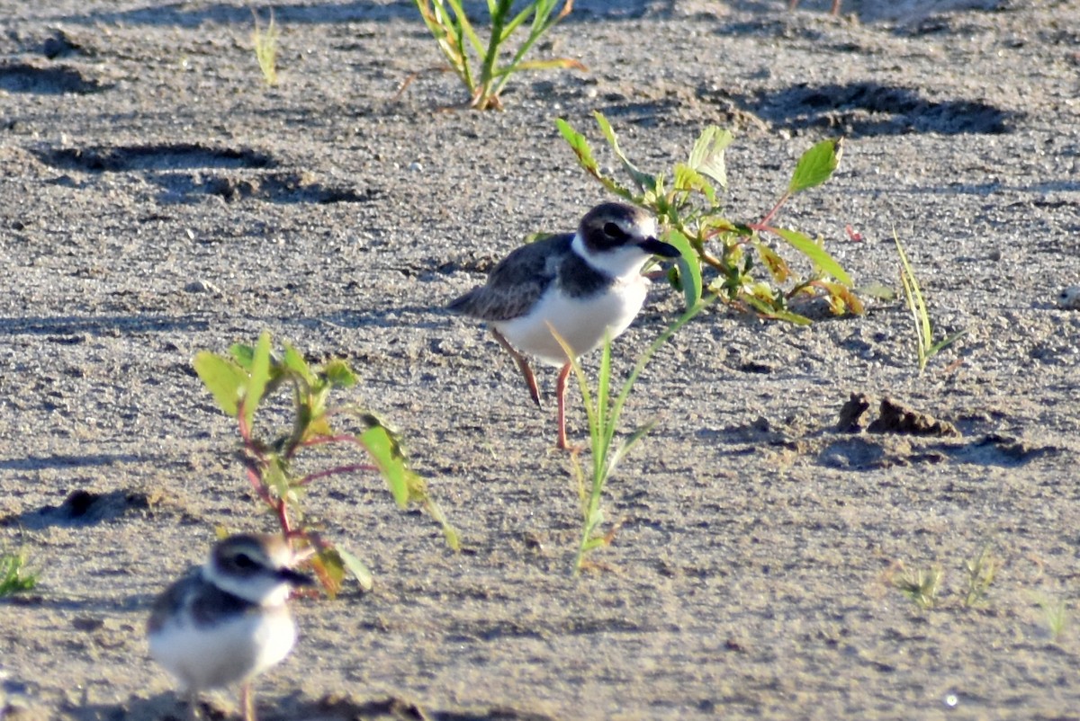 Wilson's Plover - ML647190081
