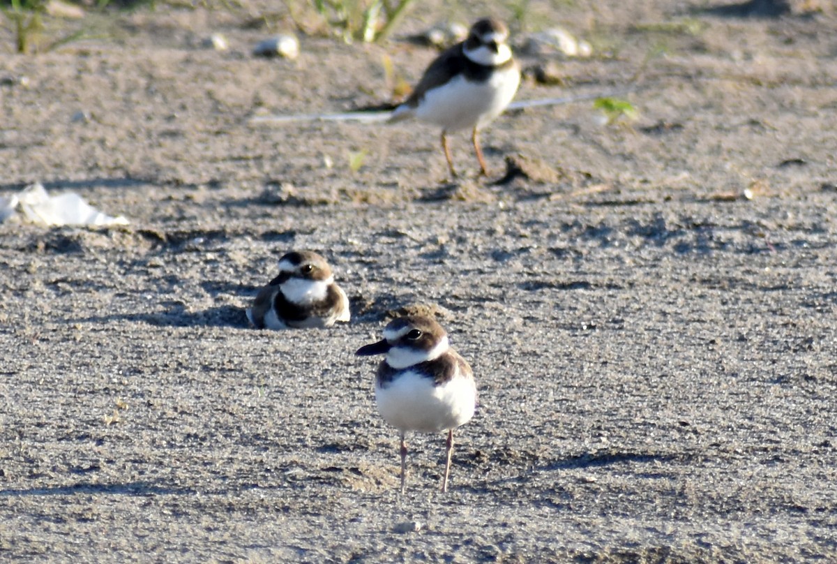 Wilson's Plover - ML647190082