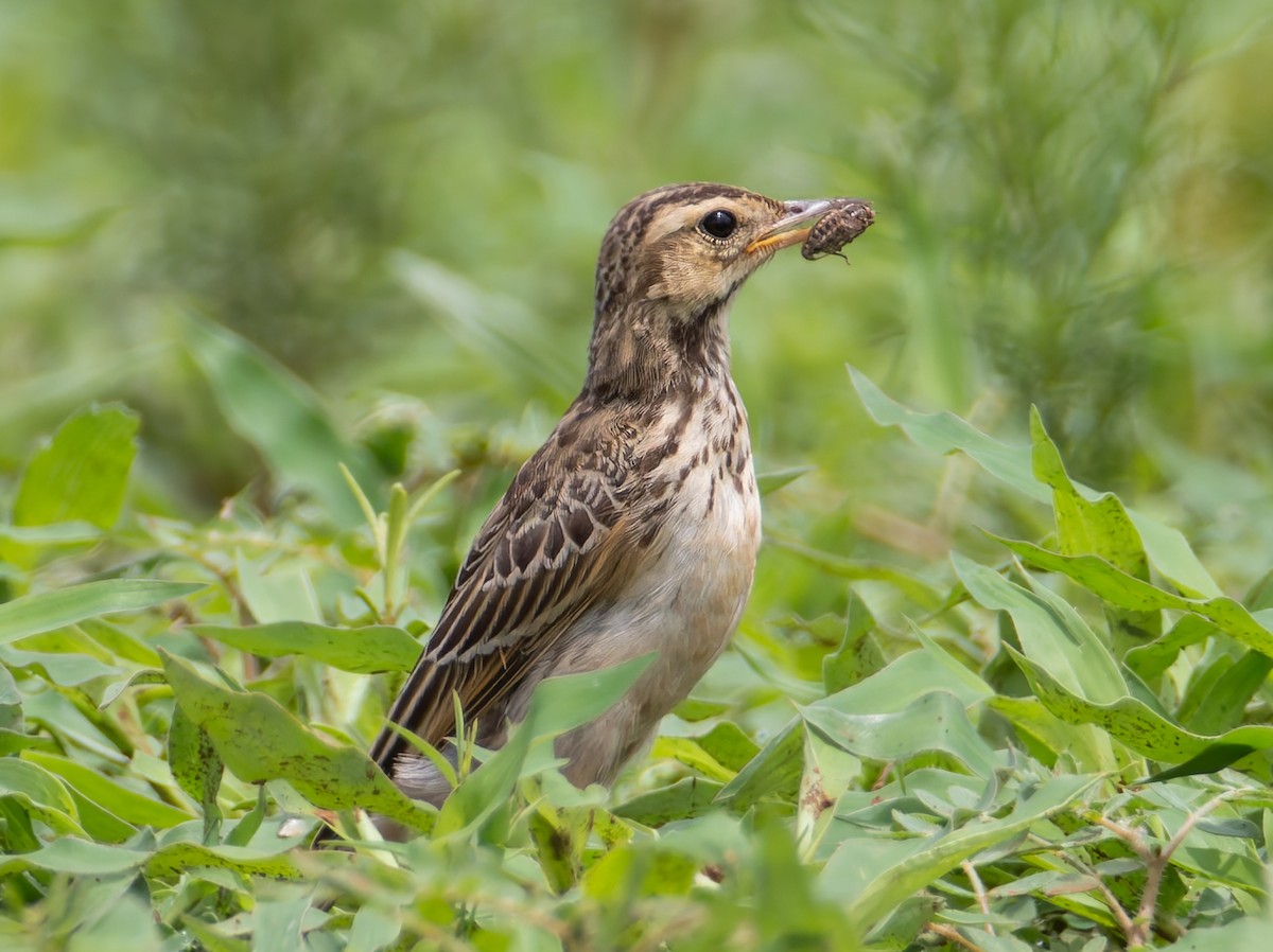 African Pipit - ML647190083