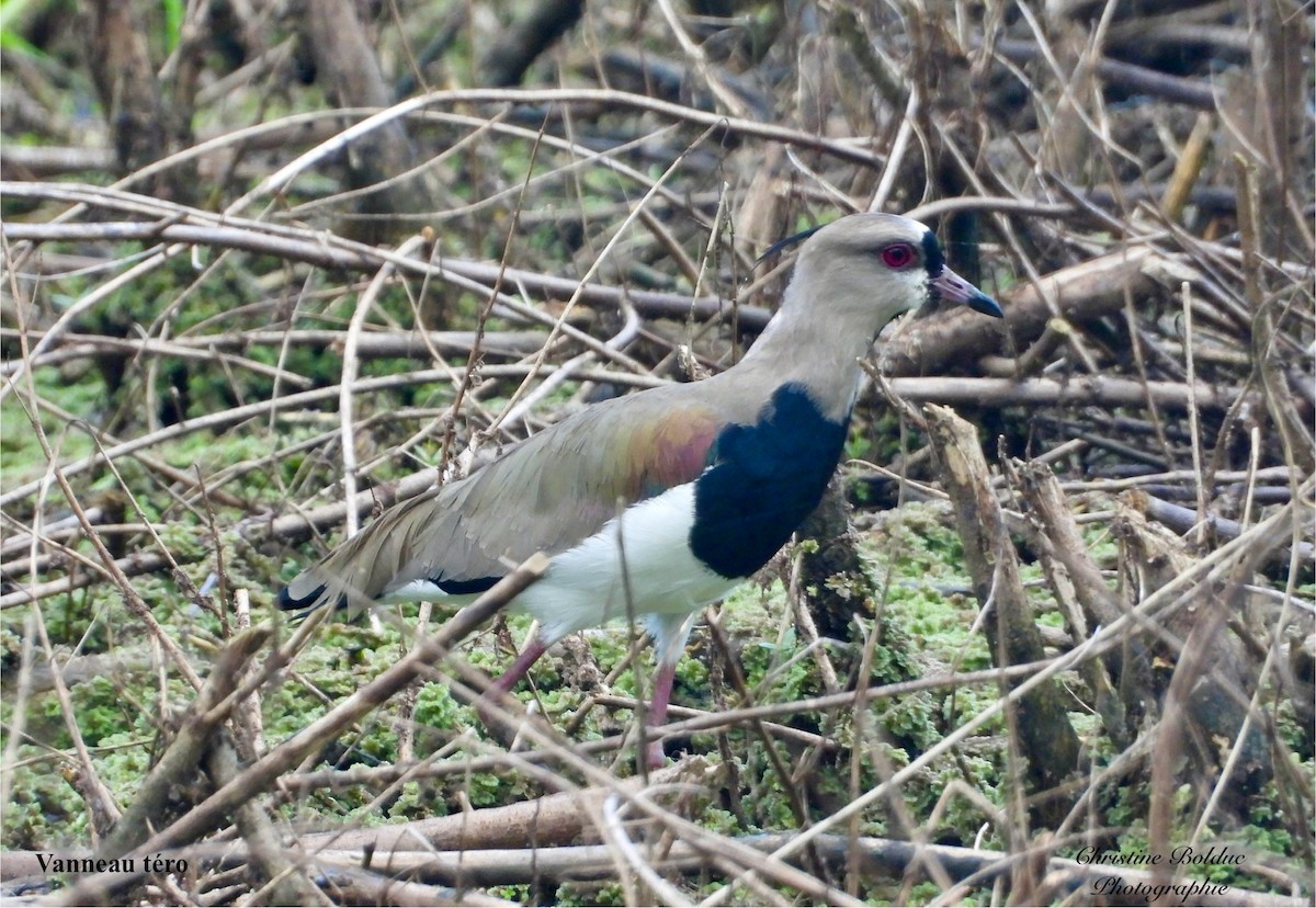 Southern Lapwing - ML647190084