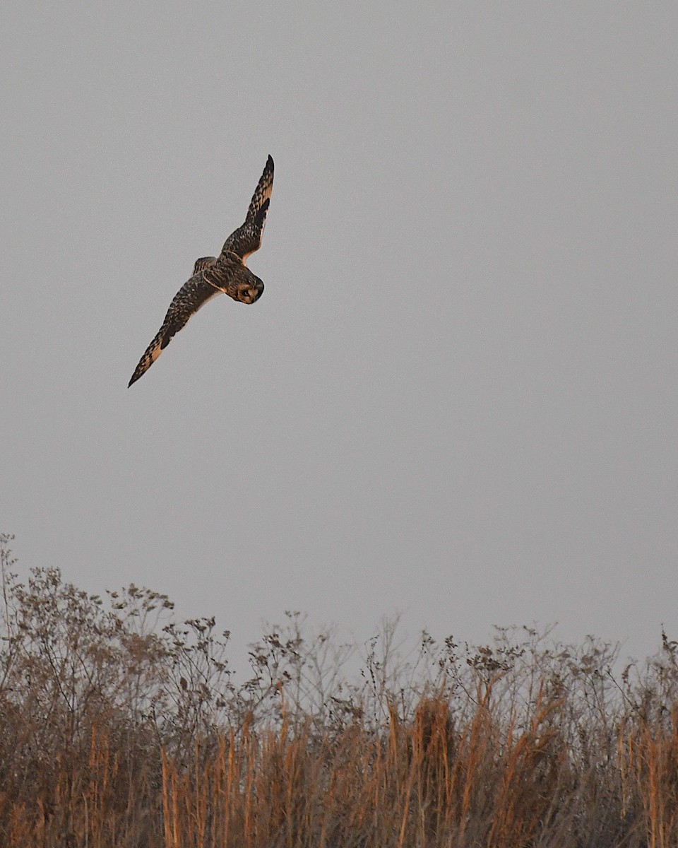 Short-eared Owl - ML647190086