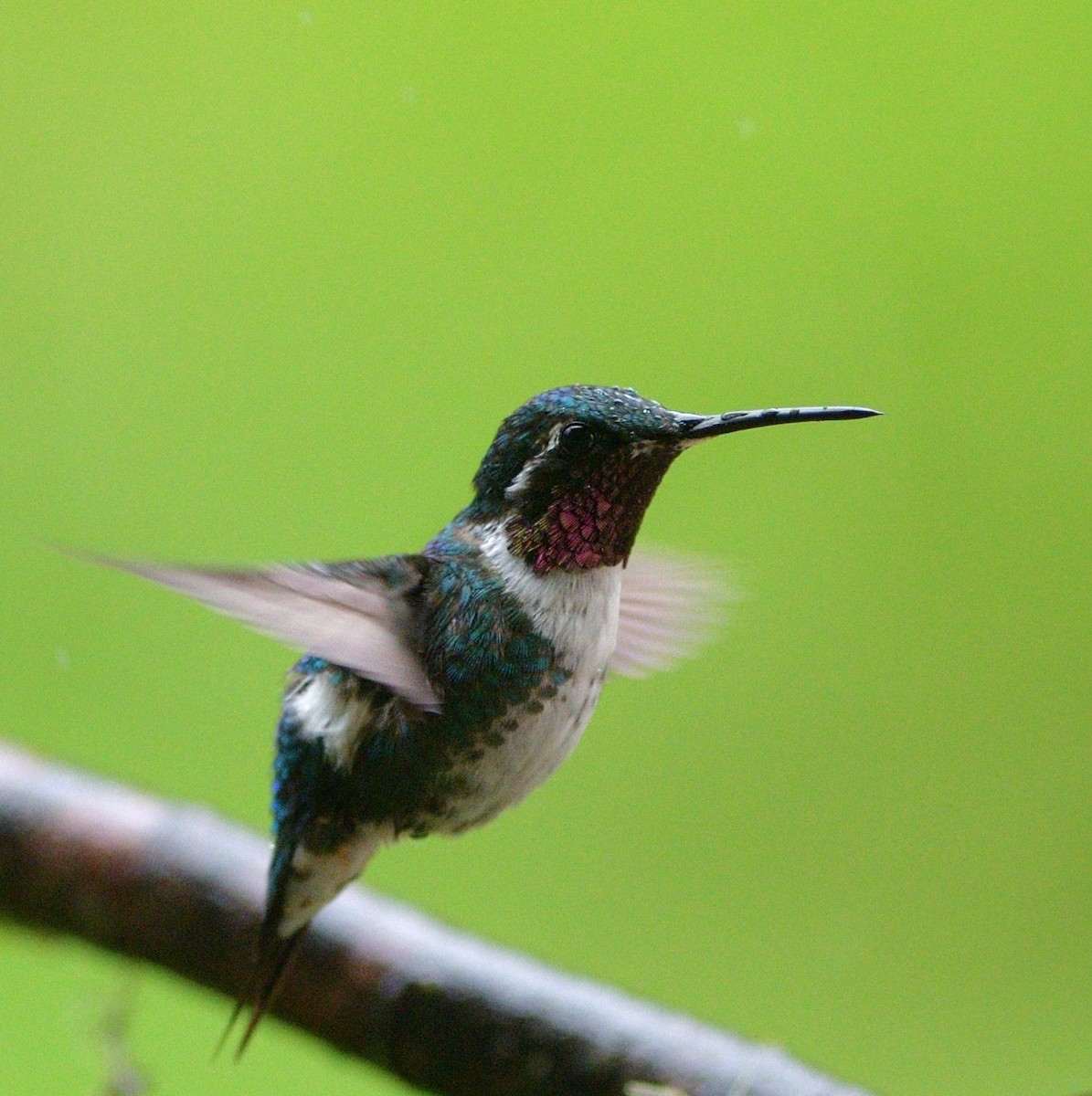 White-bellied Woodstar - ML647190087