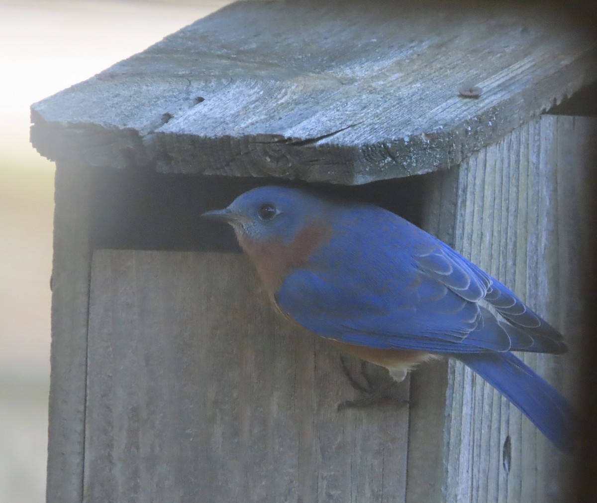 Eastern Bluebird - ML647190089
