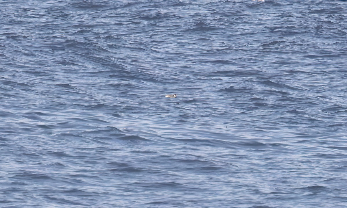 Ancient Murrelet - ML647190090