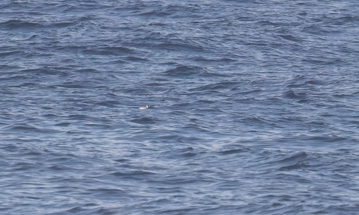 Ancient Murrelet - ML647190091