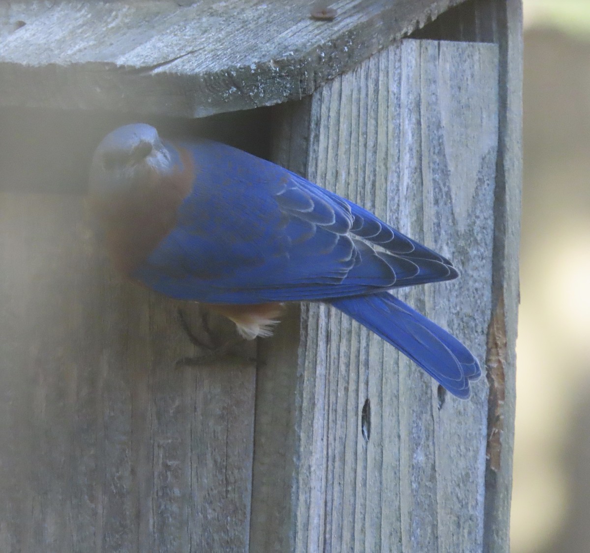 Eastern Bluebird - ML647190092