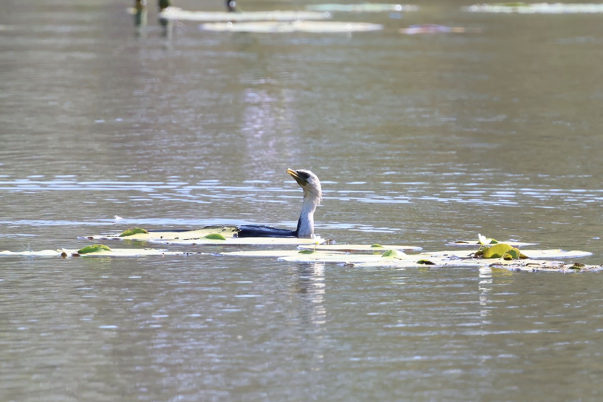 Little Pied Cormorant - ML647190094