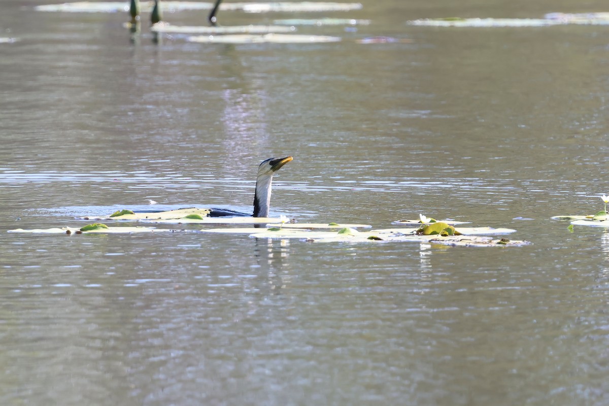 Little Pied Cormorant - ML647190095