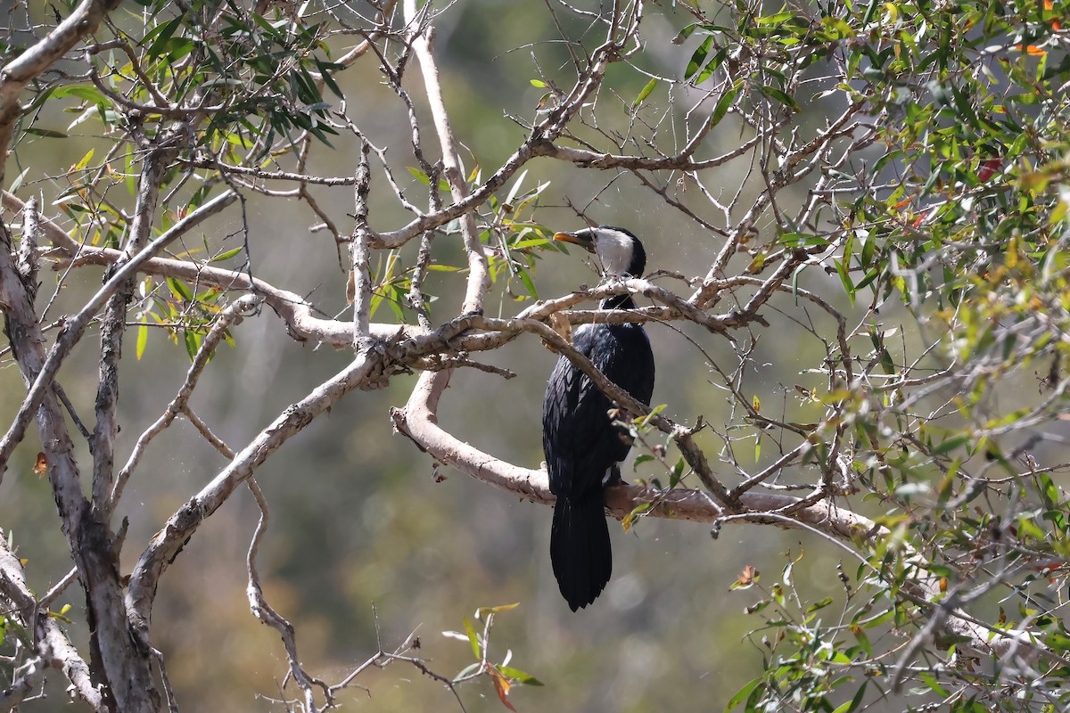 Little Pied Cormorant - ML647190096