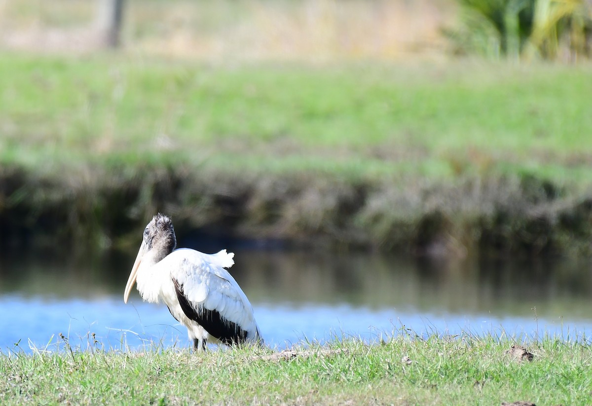 Wood Stork - ML647190097