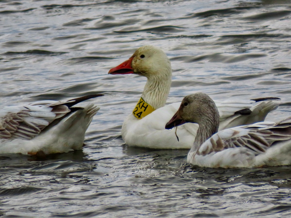 Snow Goose - ML647190098