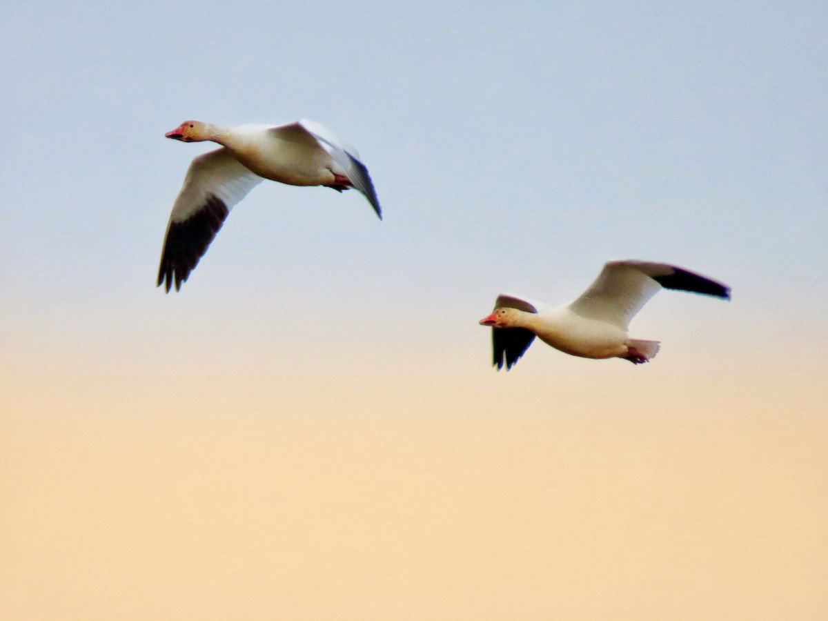 Snow Goose - ML647190099