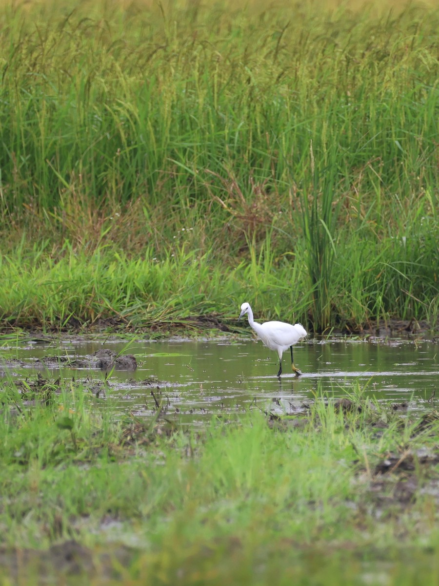 Little Egret - ML647190100