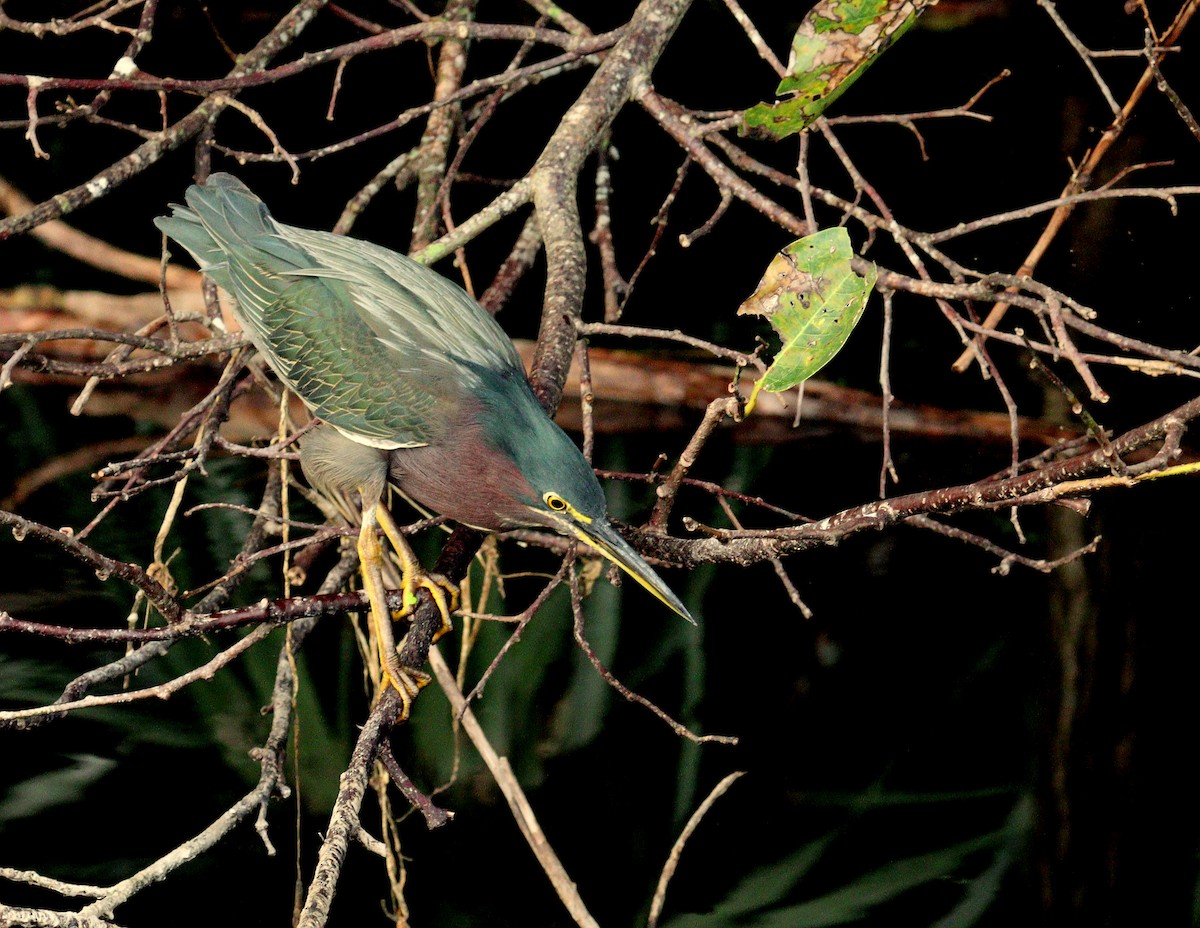 Green Heron - ML647190101