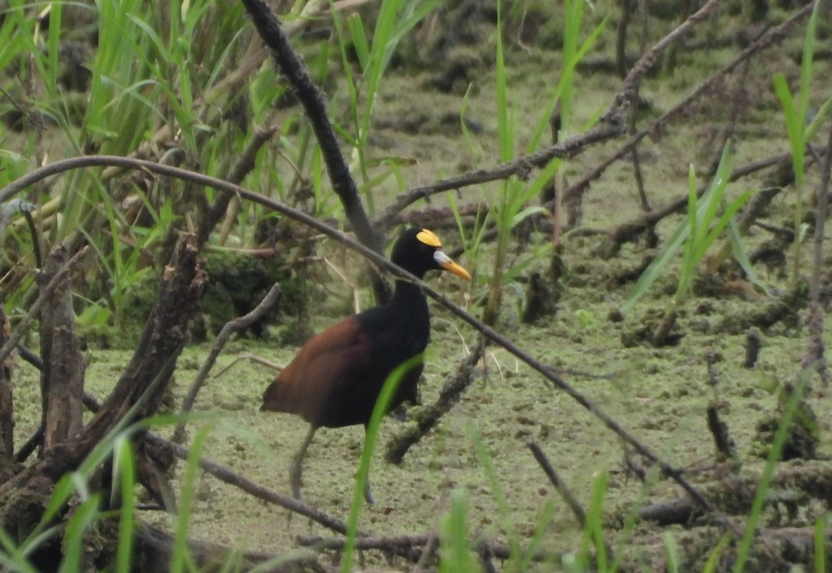 Northern Jacana - ML647190102