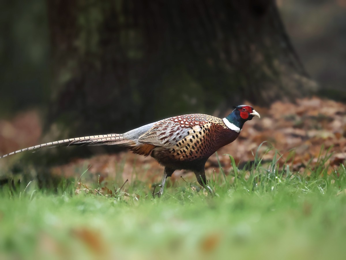 Ring-necked Pheasant - ML647190103