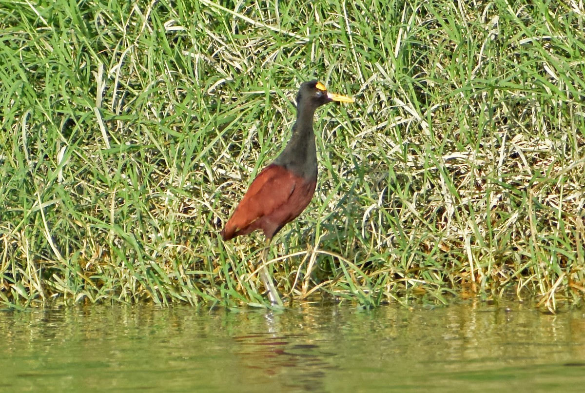 Northern Jacana - ML647190105