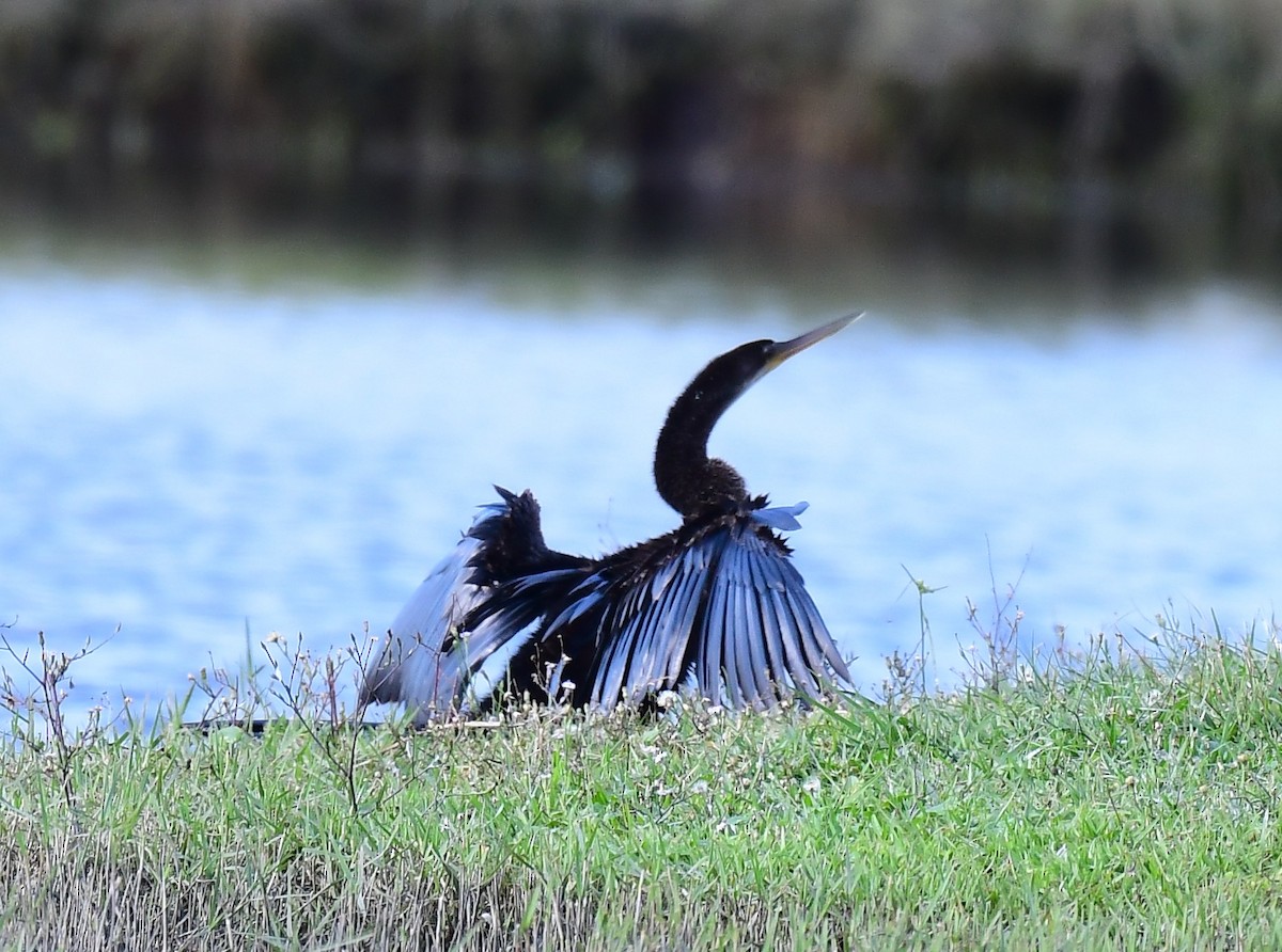 Anhinga - ML647190106