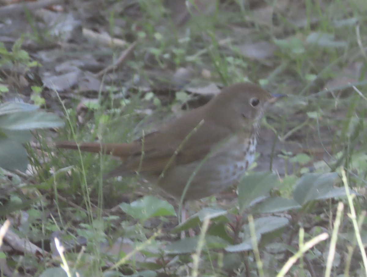 Hermit Thrush - ML647190107