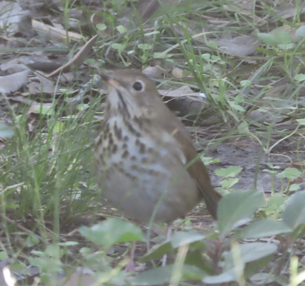 Hermit Thrush - ML647190108