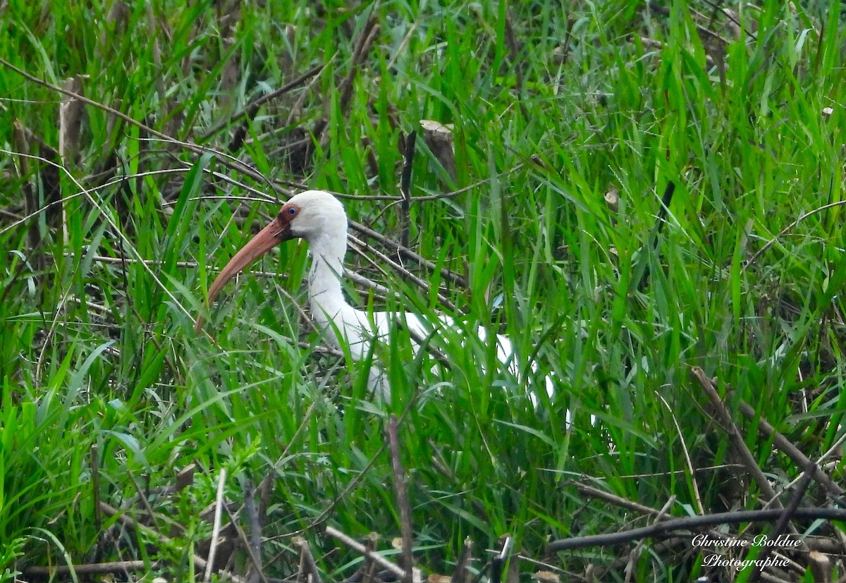 White Ibis - ML647190109