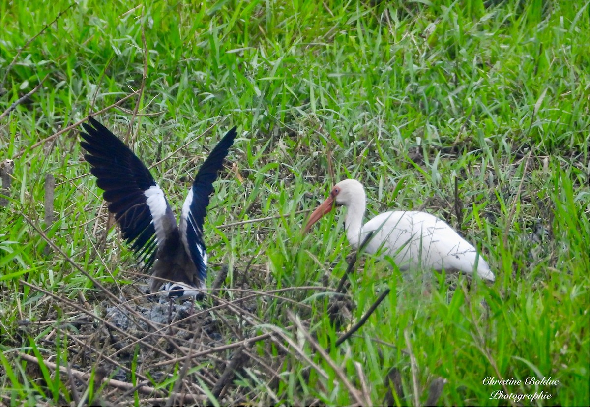 White Ibis - ML647190110