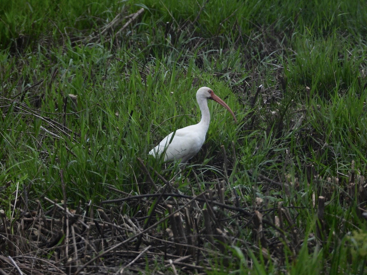 White Ibis - ML647190111