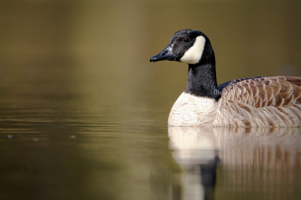 Kanadagans - ML647190141