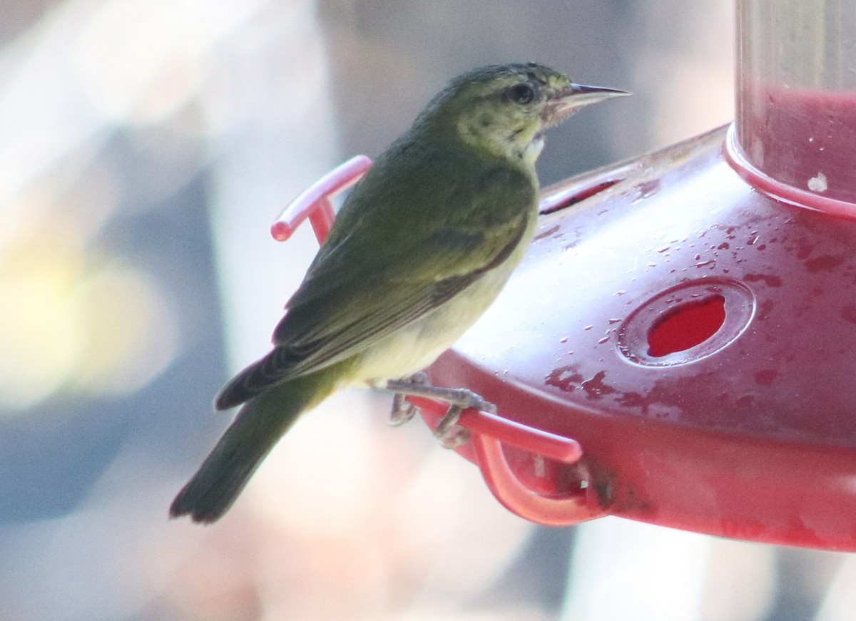 Червоїд світлобровий - ML647190144