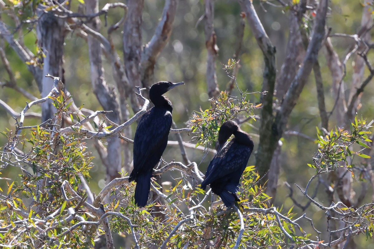 kormorán australský - ML647190146