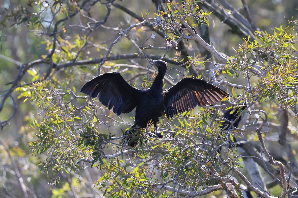 kormorán australský - ML647190147