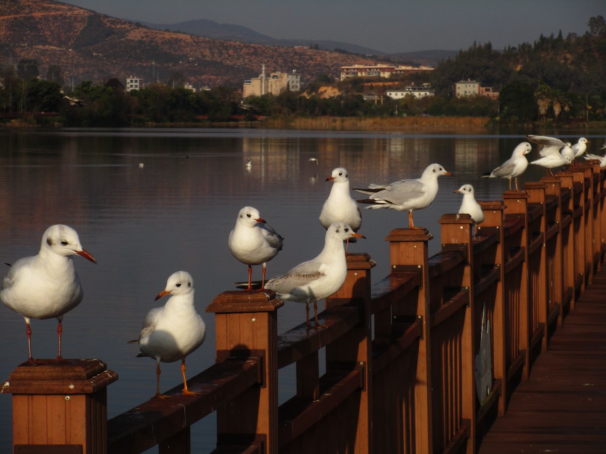 Black-headed Gull - ML647190154