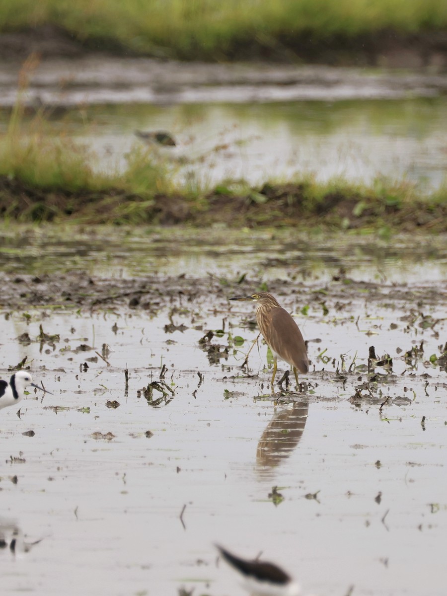 Javan Pond-Heron - ML647190156