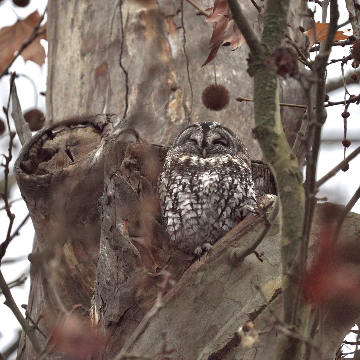 Tawny Owl - ML647190160