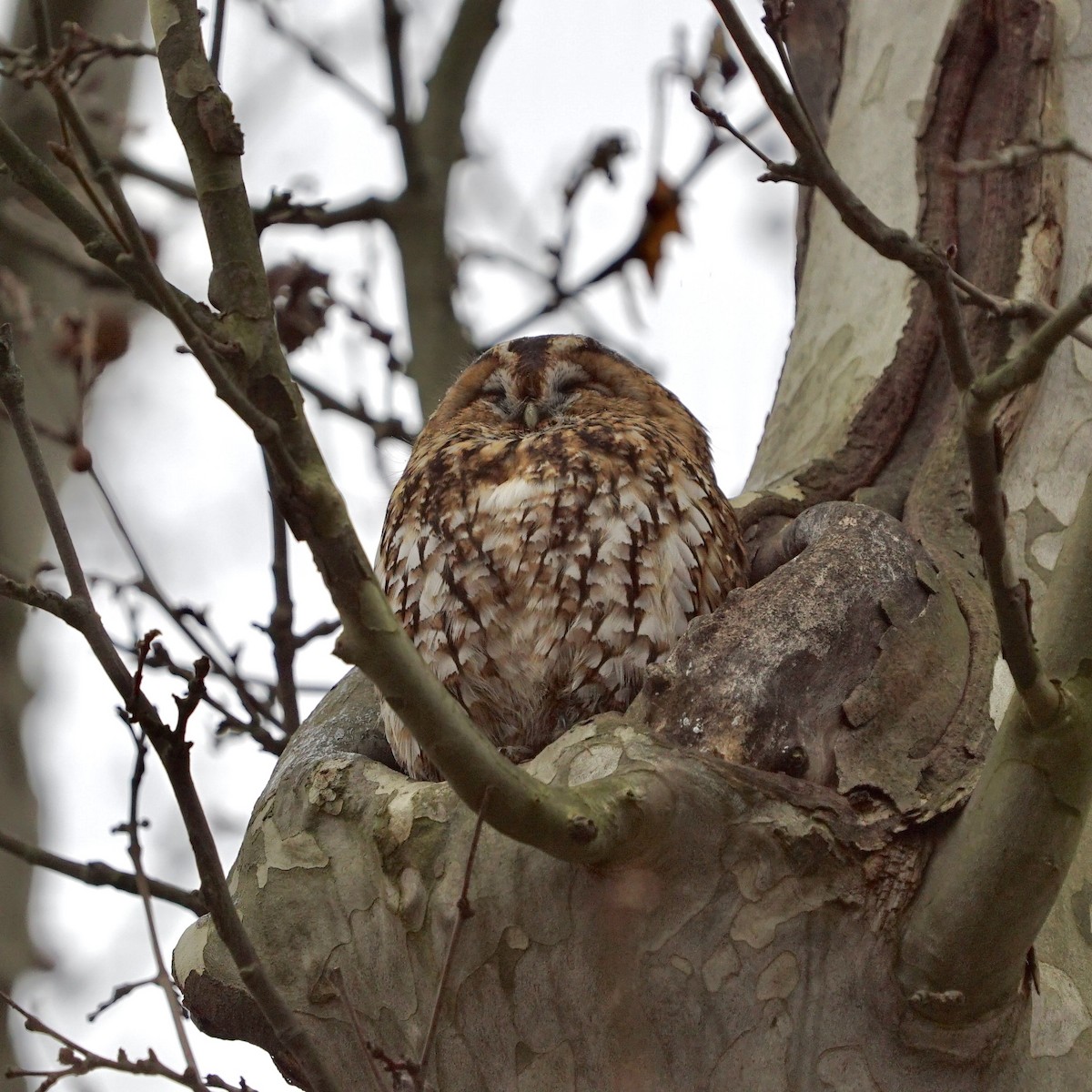 Tawny Owl - ML647190161