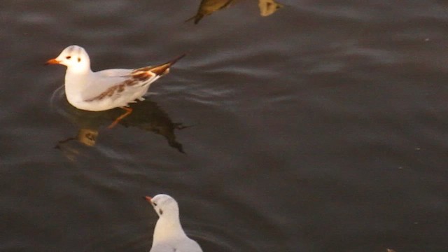 racek chechtavý - ML647190164