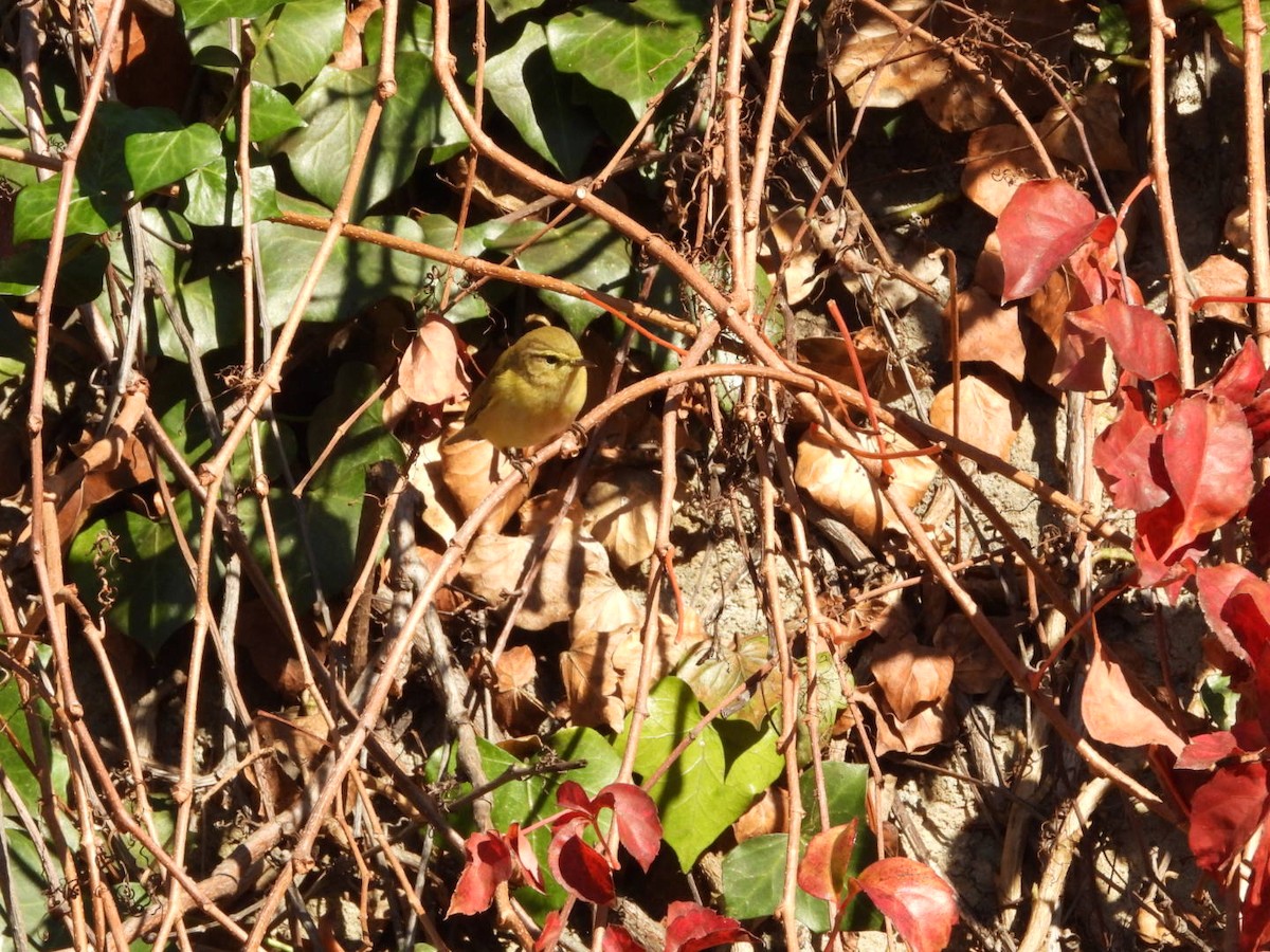 Пеночка-теньковка - ML647190165