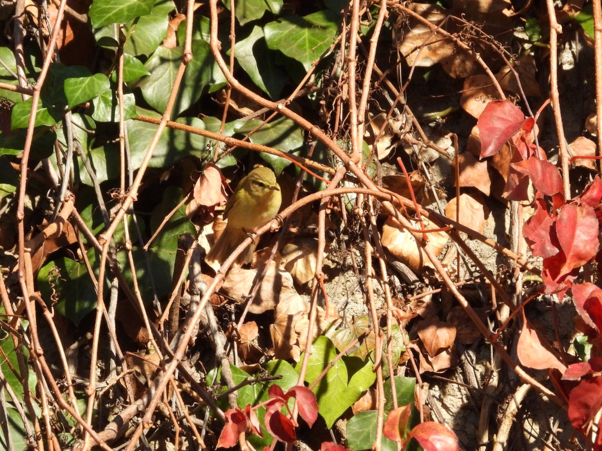 Пеночка-теньковка - ML647190167