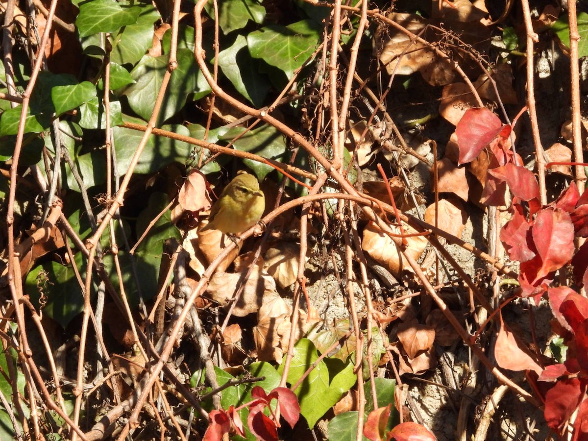 Пеночка-теньковка - ML647190168