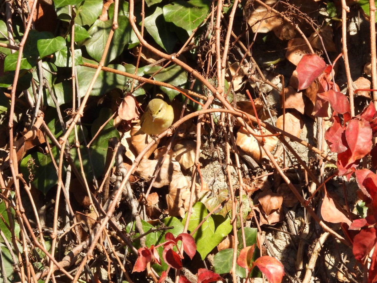 Пеночка-теньковка - ML647190169